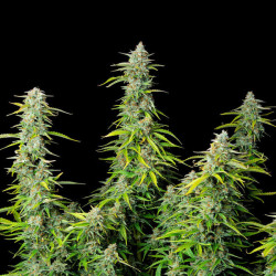 Northern Light Auto RQS
