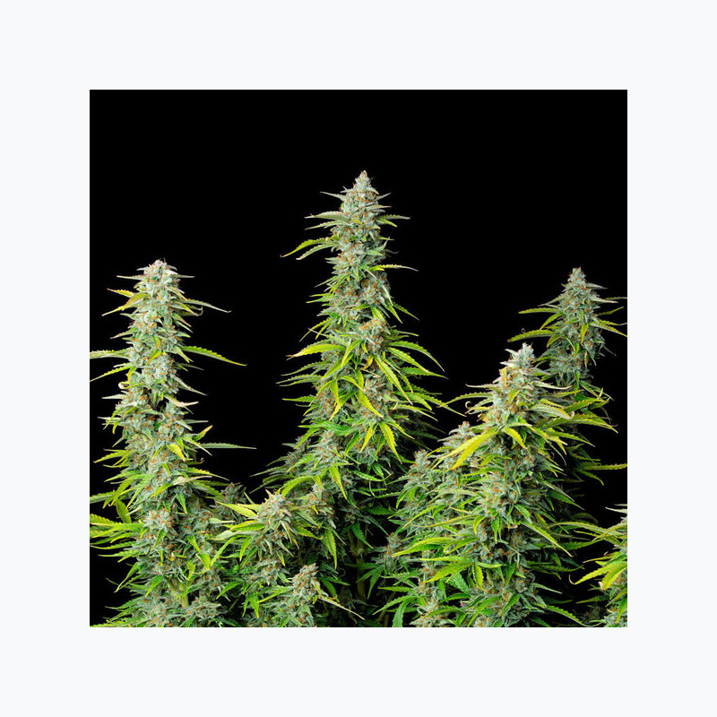 Northern Light Auto RQS