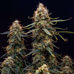 Northern Light Auto RQS
