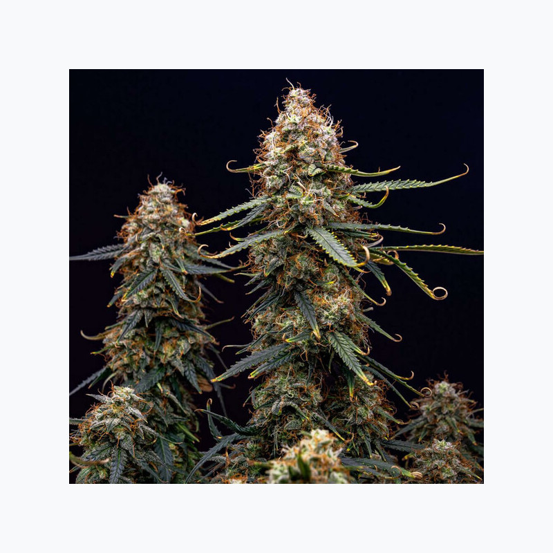 Northern Light Auto RQS