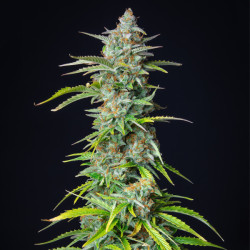 Northern Light Auto RQS