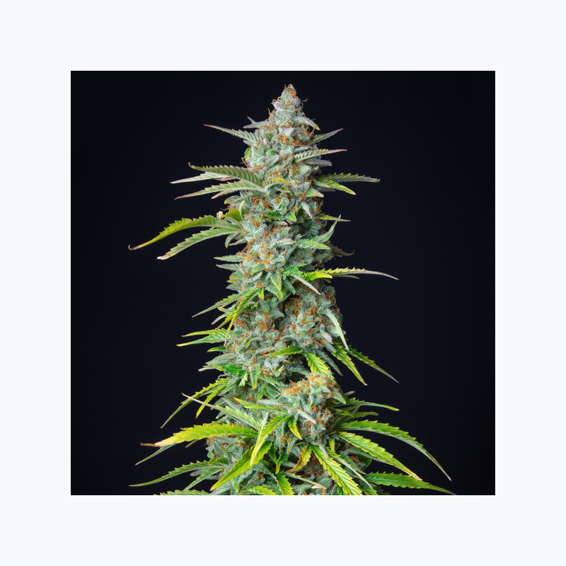 Northern Light Auto RQS