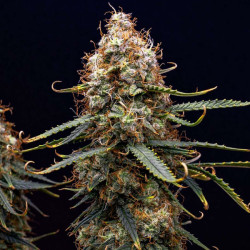 Northern Light Auto RQS