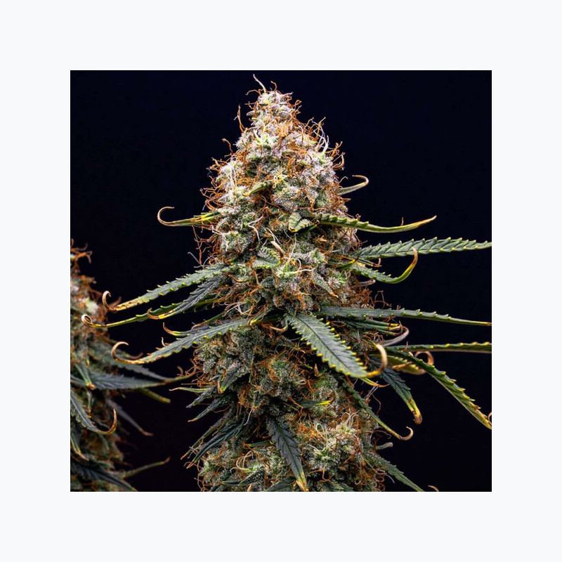 Northern Light Auto RQS