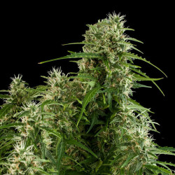 Northern Light Auto RQS