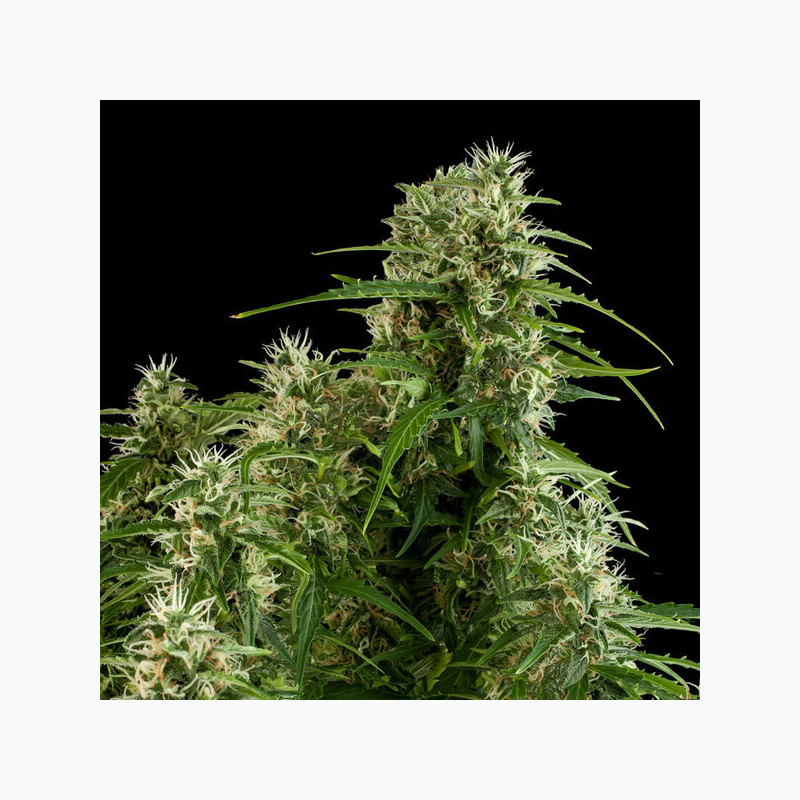 Northern Light Auto RQS