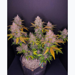 LSD-25 Auto
