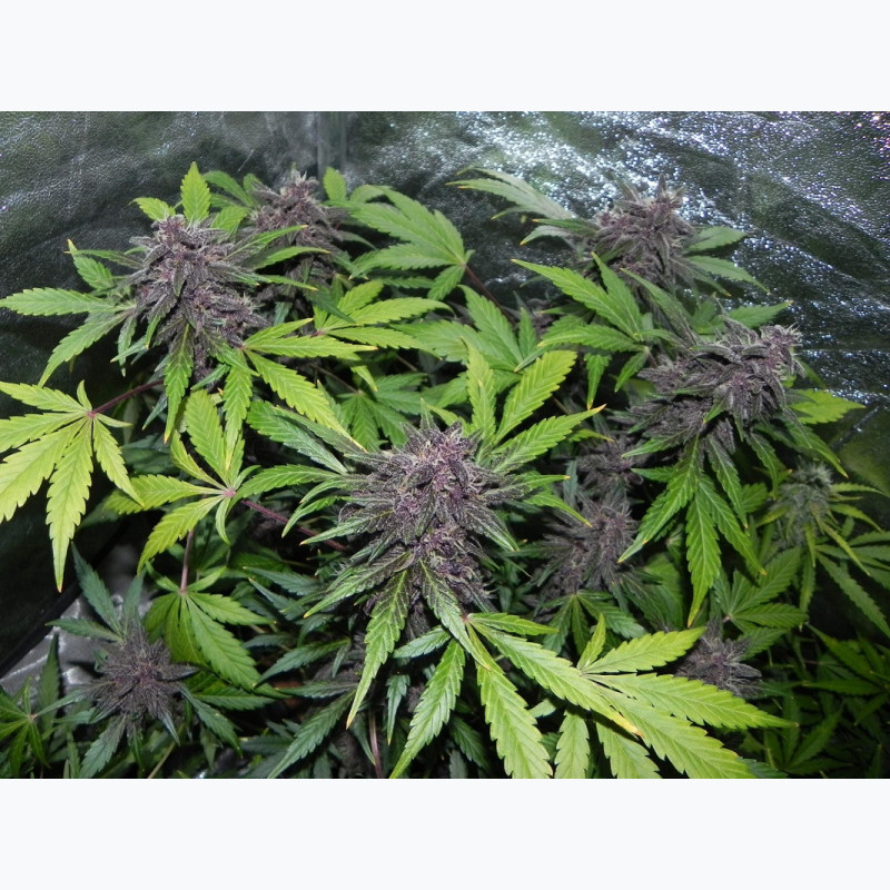 LSD-25 Auto