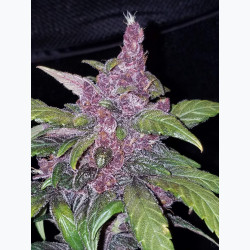 LSD-25 Auto