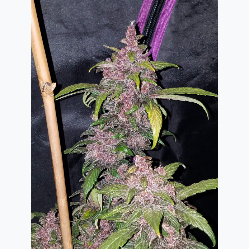LSD-25 Auto