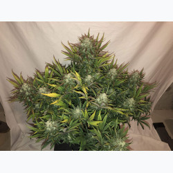 Gorilla Auto