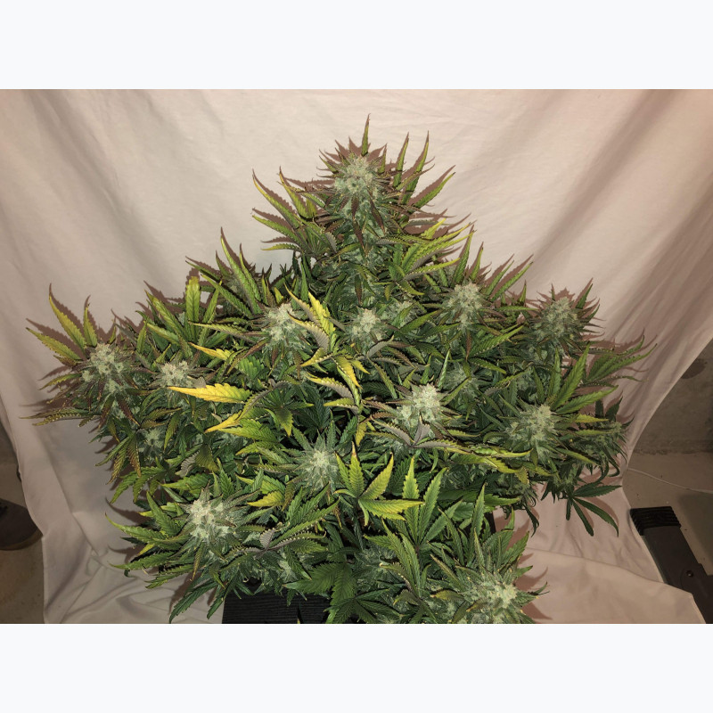 Gorilla Auto