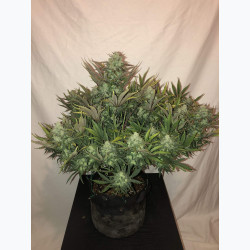 Gorilla Auto