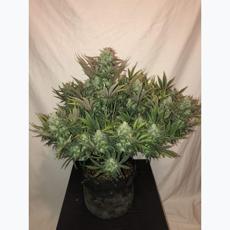 Gorilla Auto
