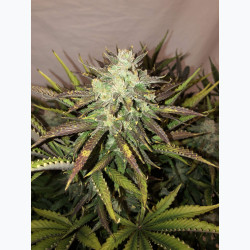Gorilla Auto