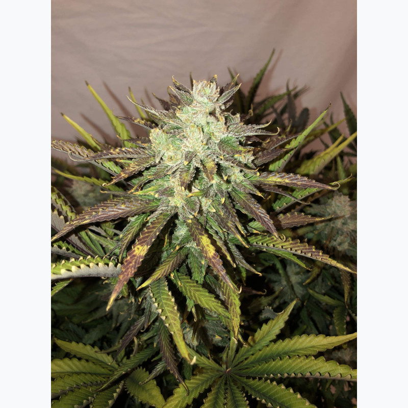 Gorilla Auto
