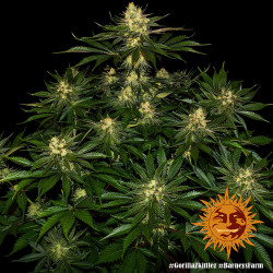 Gorilla Zkittlez Barney's Farm
