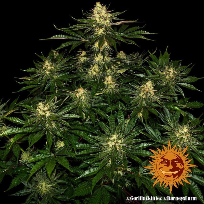 Gorilla Zkittlez Barney's Farm
