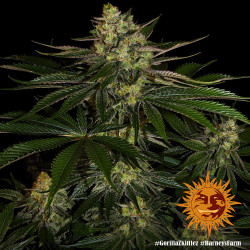 Gorilla Zkittlez Barney's Farm