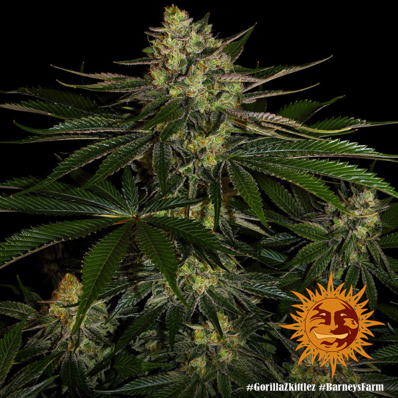 Gorilla Zkittlez Barney's Farm