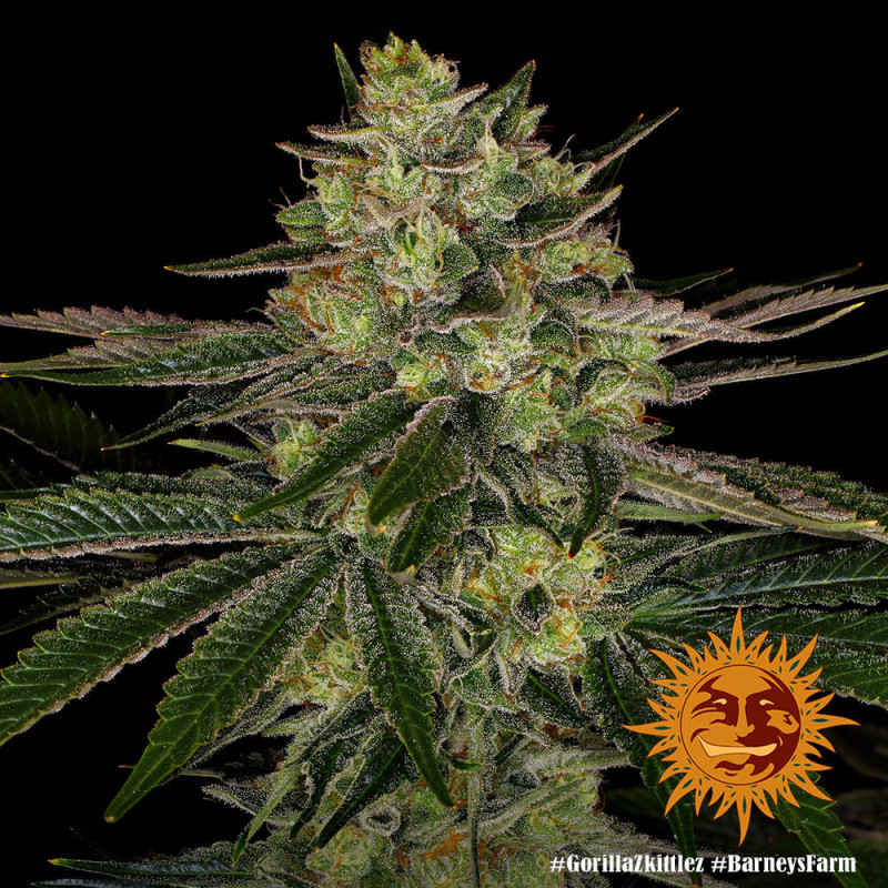 Gorilla Zkittlez Barney's Farm