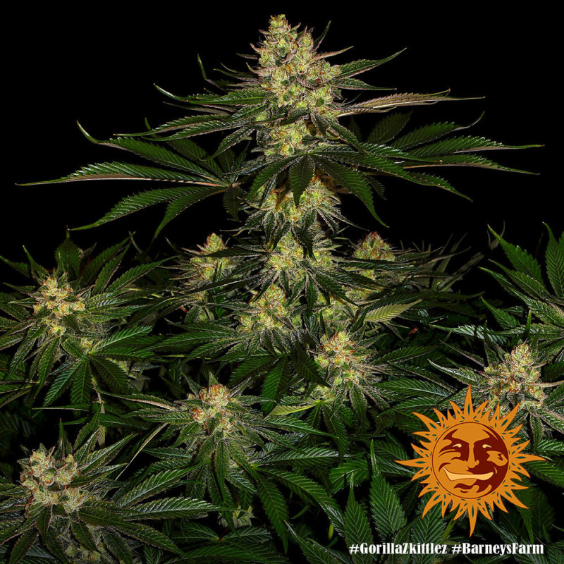 Gorilla Zkittlez Barney's Farm
