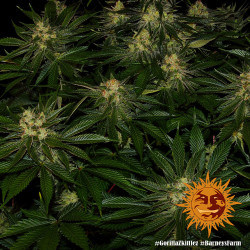 Gorilla Zkittlez Barney's Farm