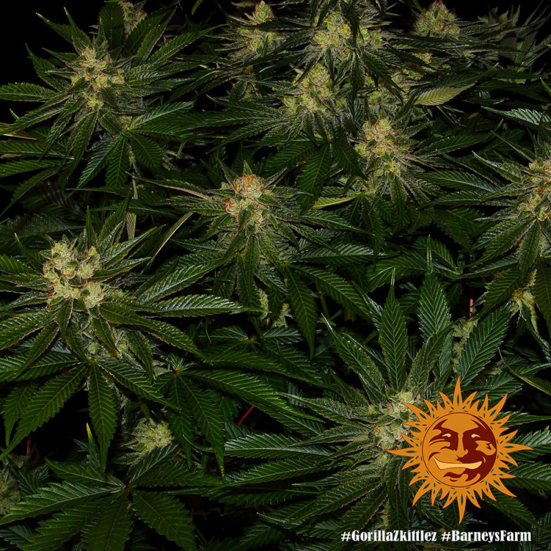 Gorilla Zkittlez Barney's Farm