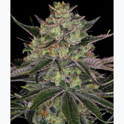 Gorilla Zkittlez Barney's Farm