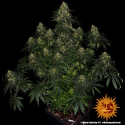 Blue Gelato 41 Barnye's Farm