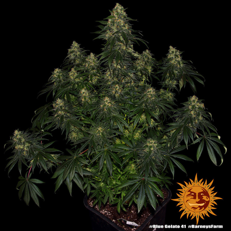 Blue Gelato 41 Barnye's Farm