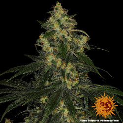 Blue Gelato 41 Barnye's Farm
