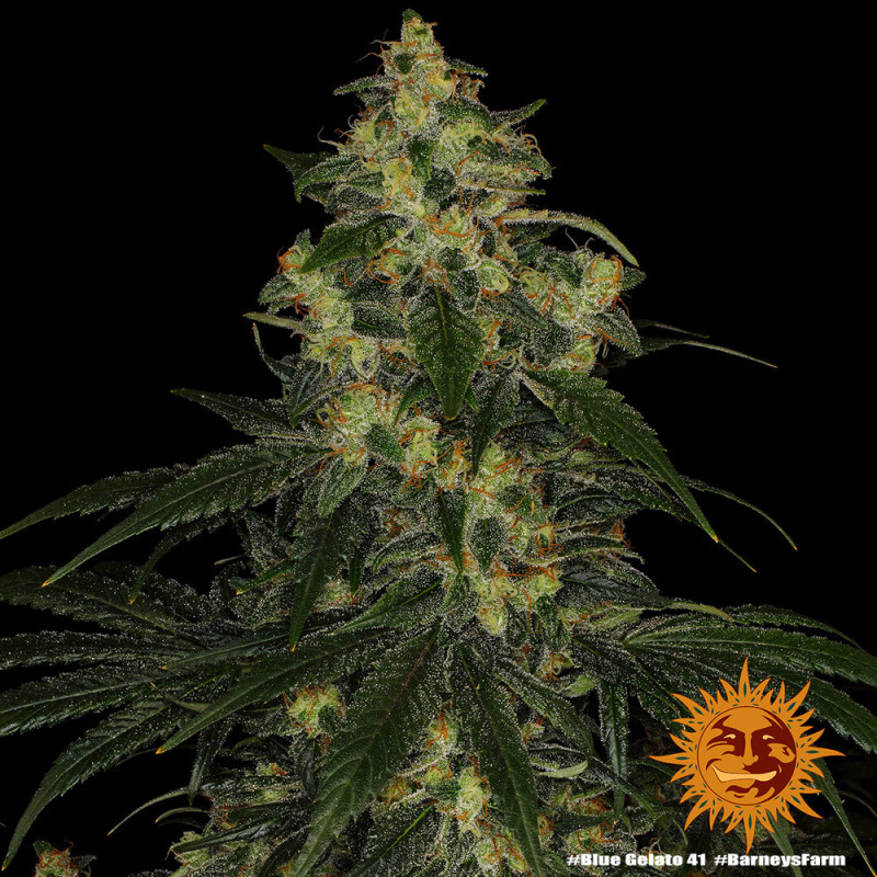Blue Gelato 41 Barnye's Farm