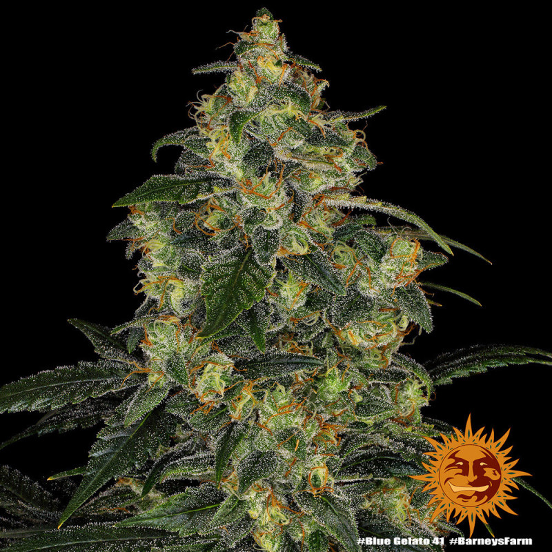 Blue Gelato 41 Barnye's Farm