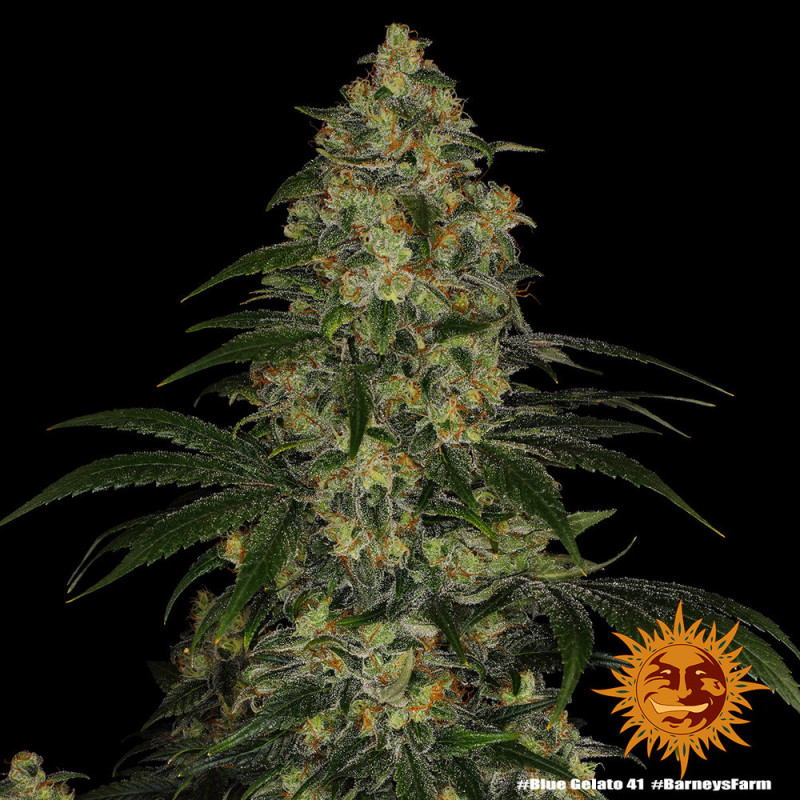 Blue Gelato 41 Barnye's Farm