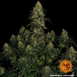 Blue Gelato 41 Barnye's Farm