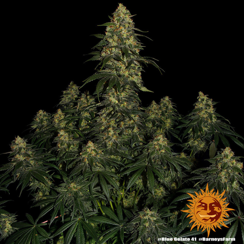 Blue Gelato 41 Barnye's Farm