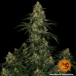Blue Gelato 41 Barnye's Farm