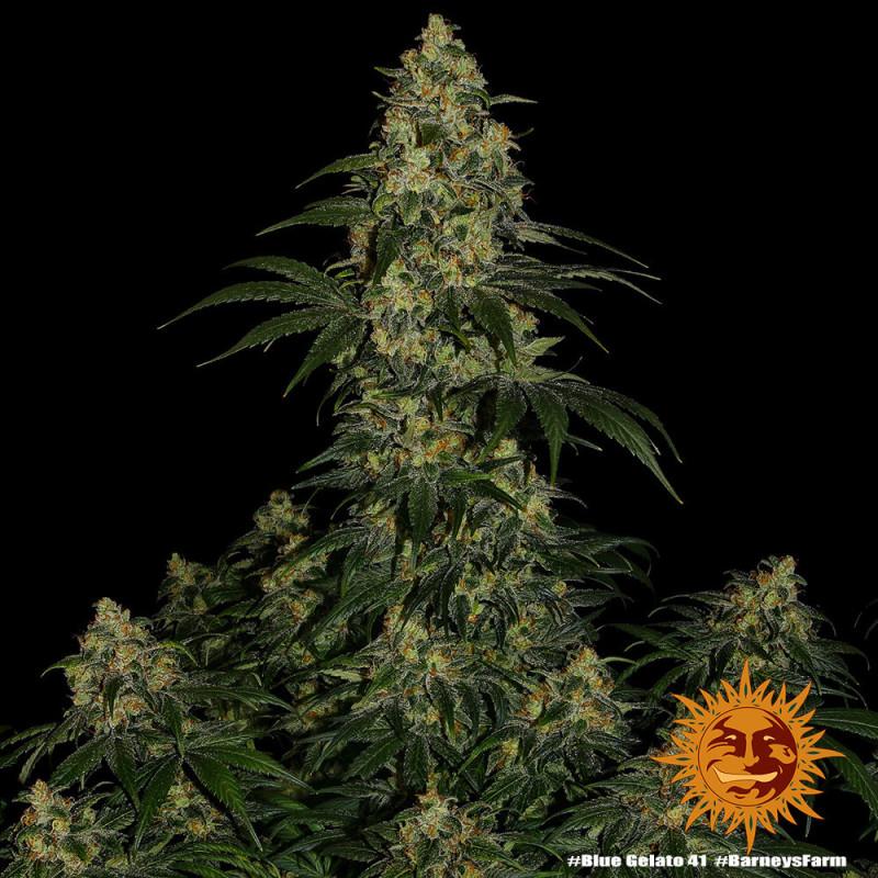 Blue Gelato 41 Barnye's Farm