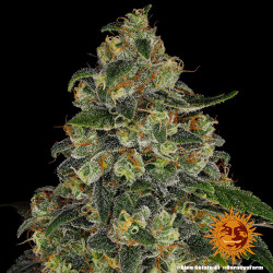 Blue Gelato 41 Barnye's Farm