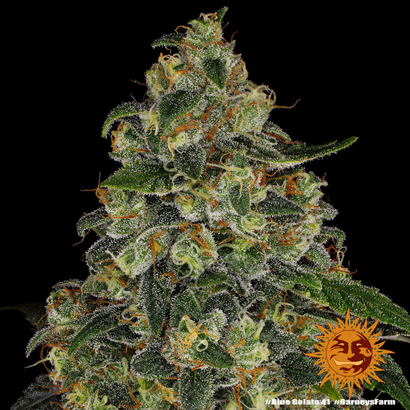 Blue Gelato 41 Barnye's Farm