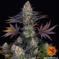 LSD Barnye's Farm