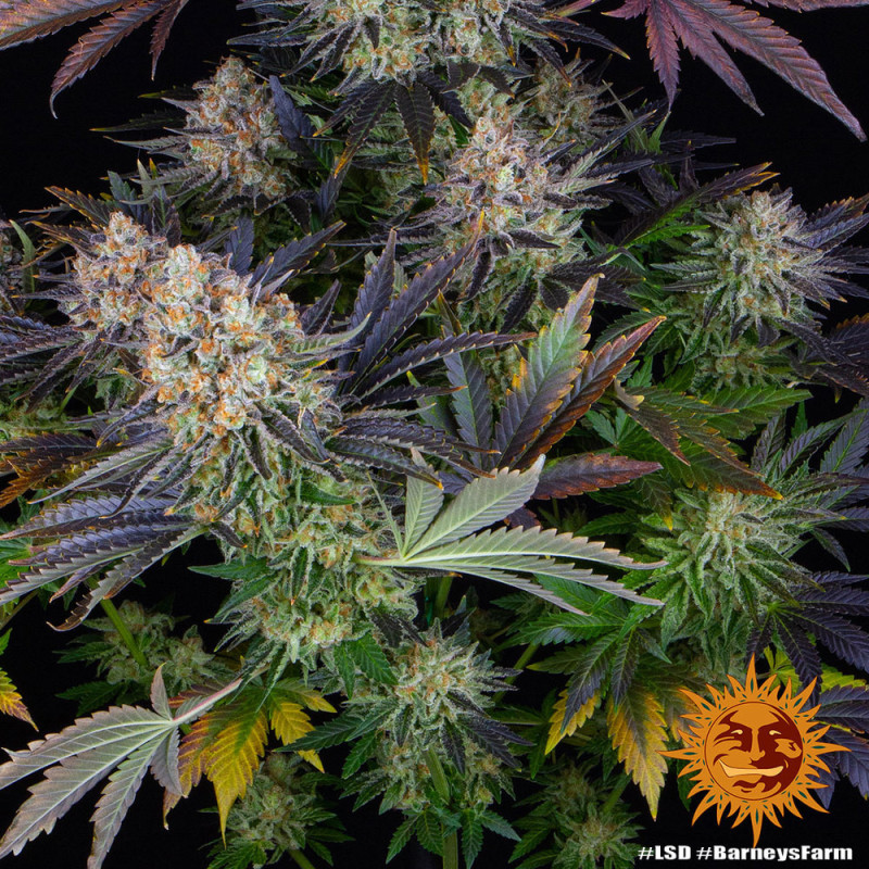 LSD Barnye's Farm